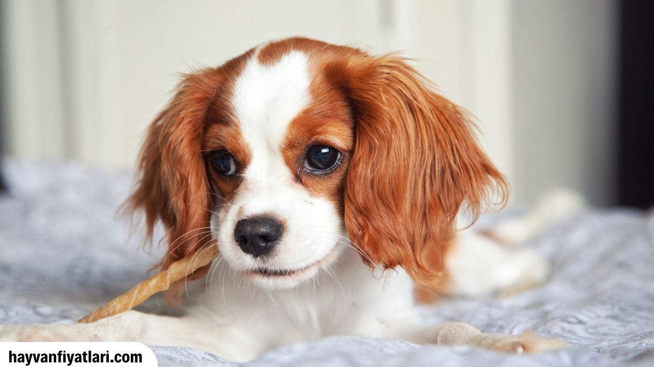 Cavalier King Charles Fiyatlari