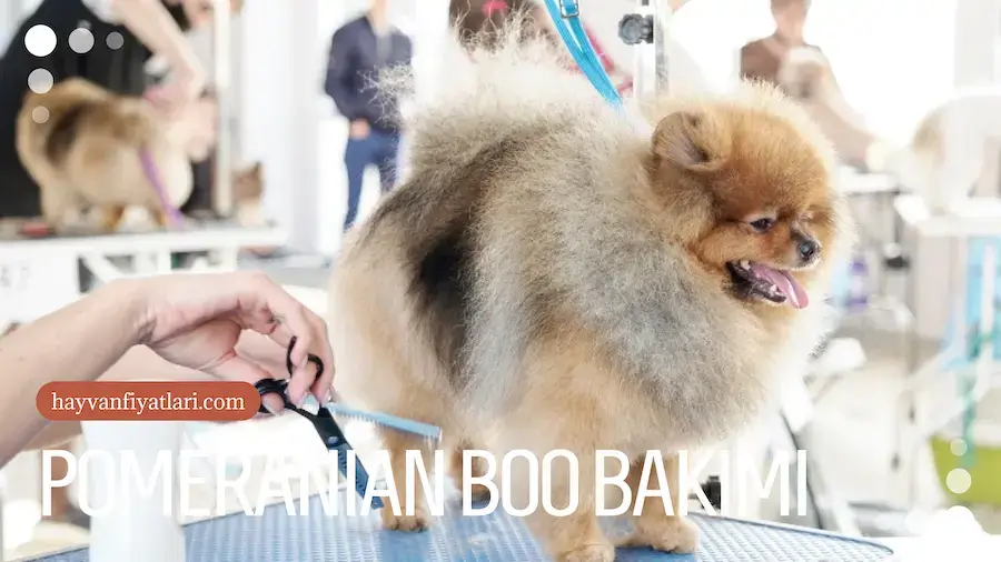 Pomeranian boo kopekleri bakimi
