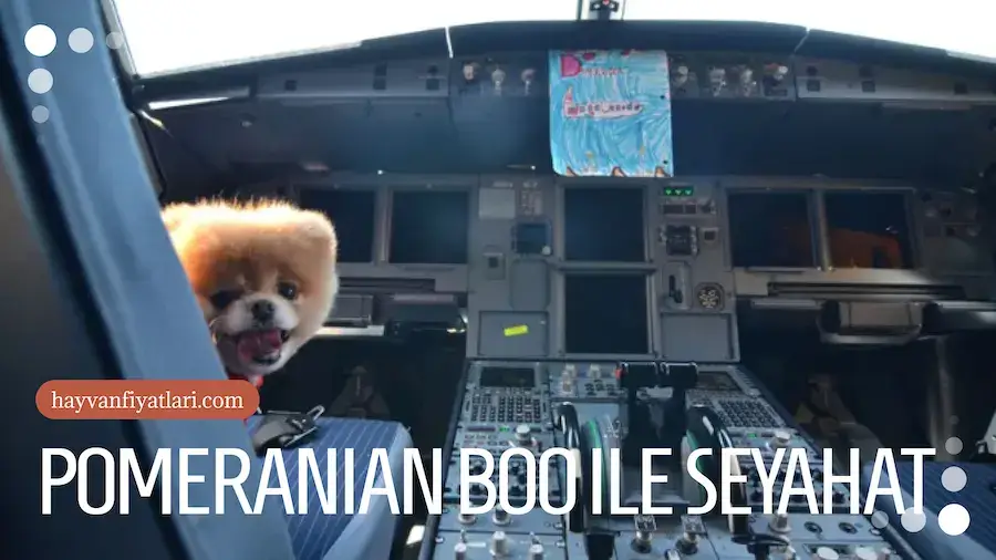 Pomeranian boo kopekleri ile seyahat Pomeranian boo kopekleri ile seyahat
