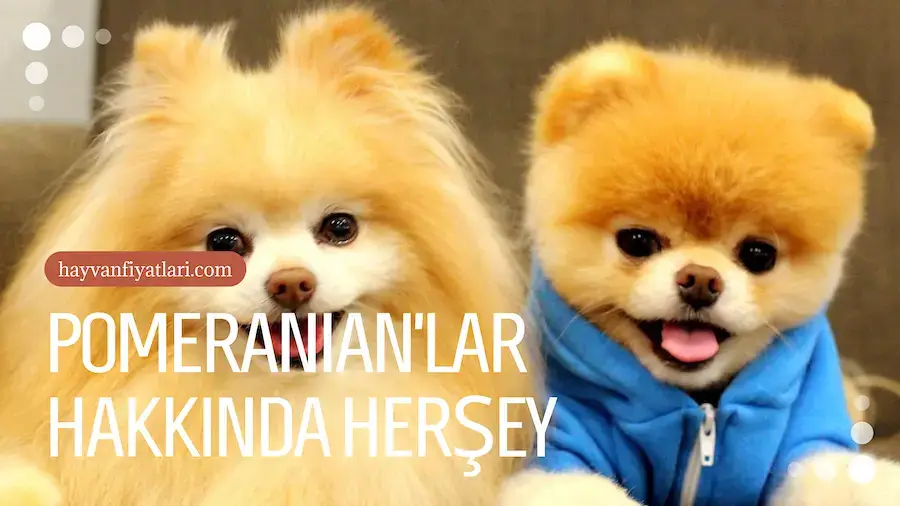 Pomeranian kopekleri