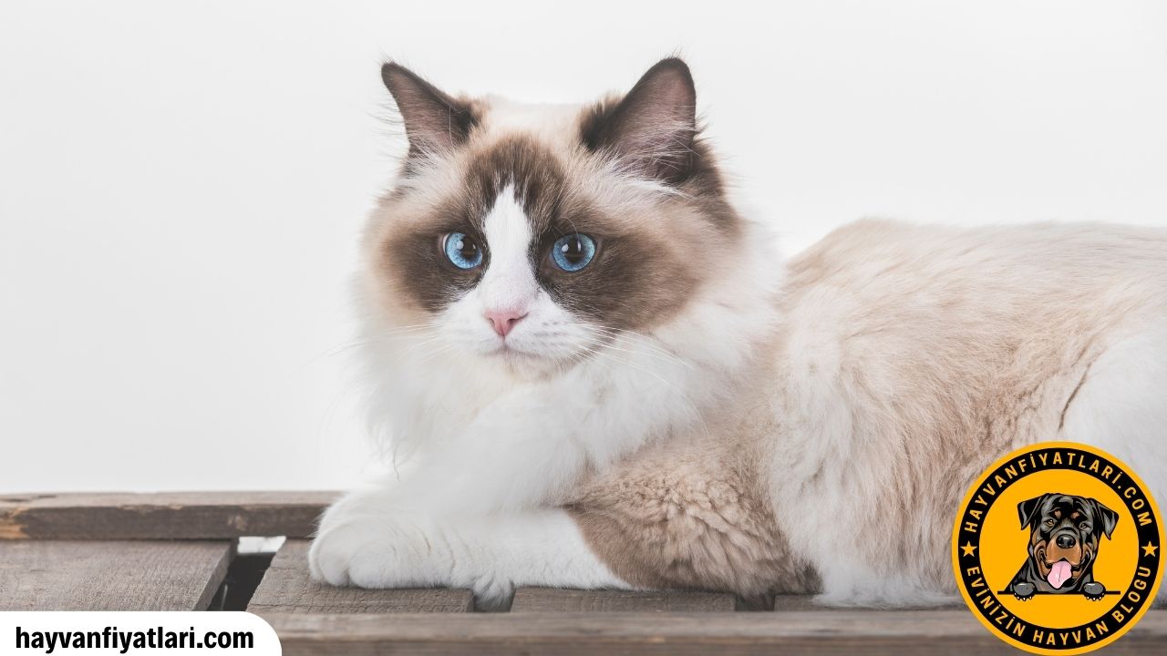 Ragdoll Kedisi Kac TL