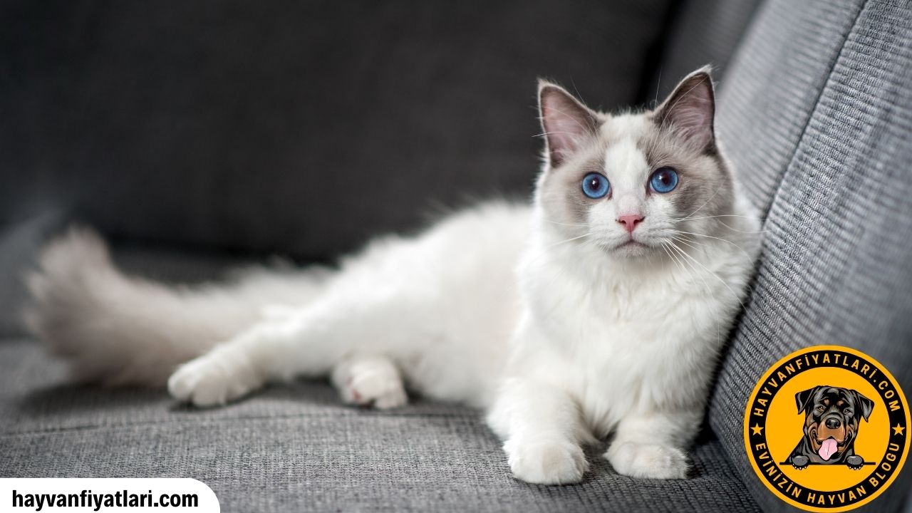 Ragdoll Kedisi Ozellikleri