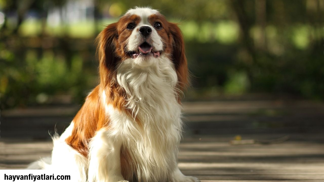 Satilik Yavru Cavalier King Charles Fiyatlari Sahibinden