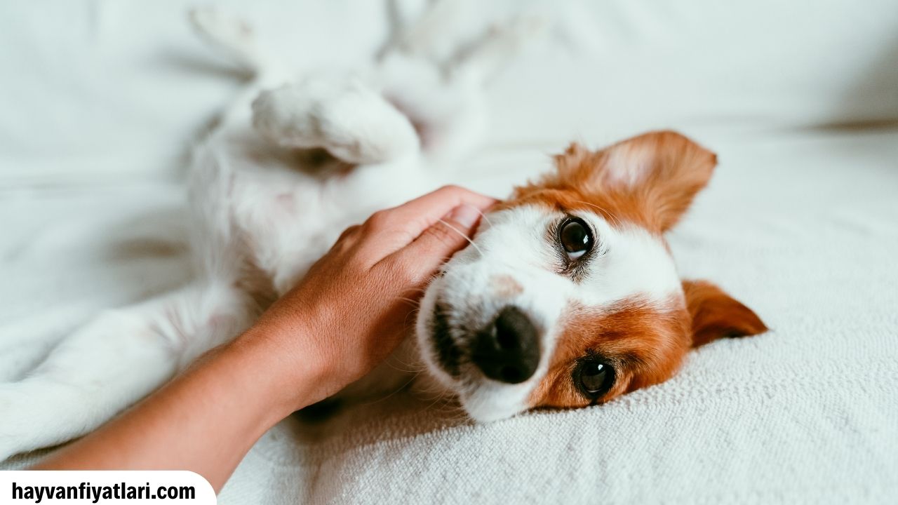 Satilik Yavru Jack Russel Fiyatlari Sahibinden
