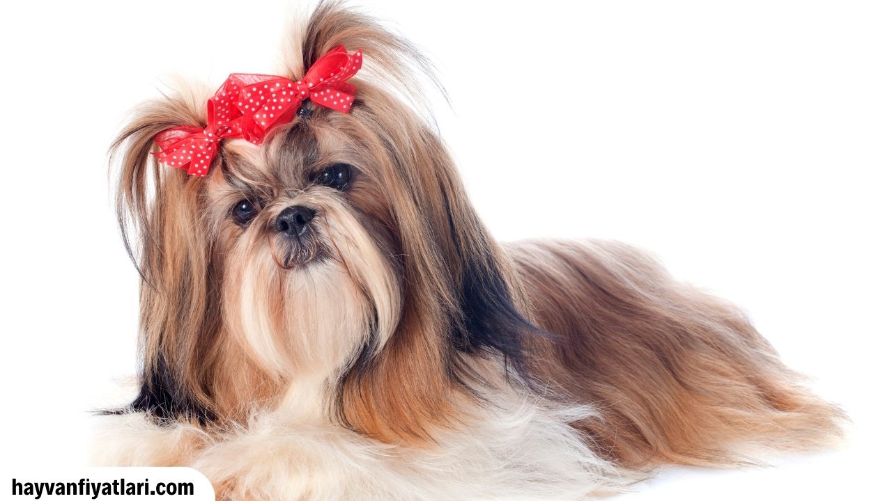 Satilik Yavru Shih Tzu Fiyatlari Sahibinden