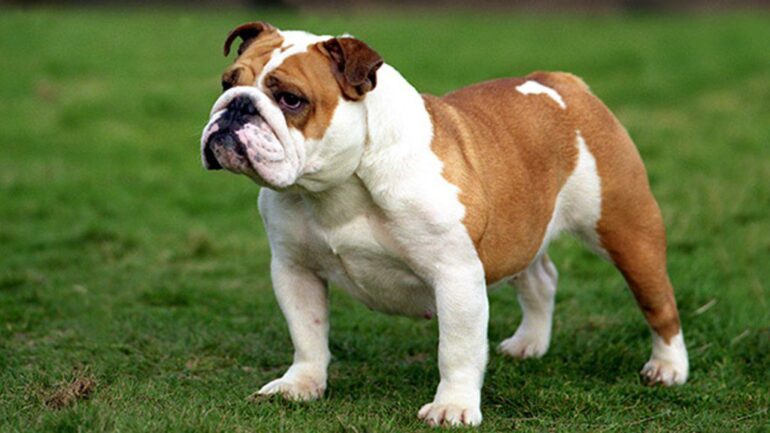 2026 ingiliz bulldog yavru fiyatları