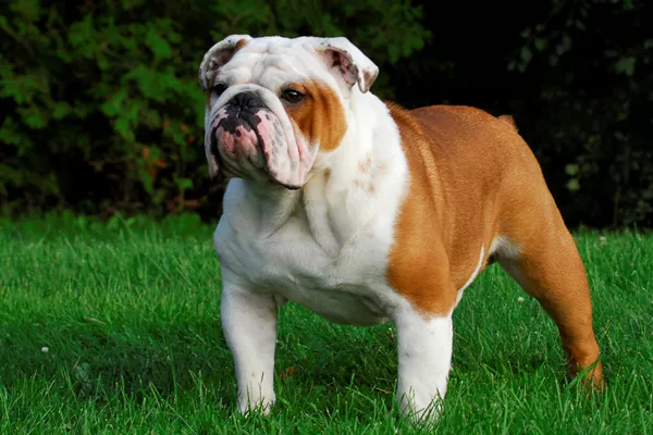 ingiliz bulldog bakımı ve masrafları