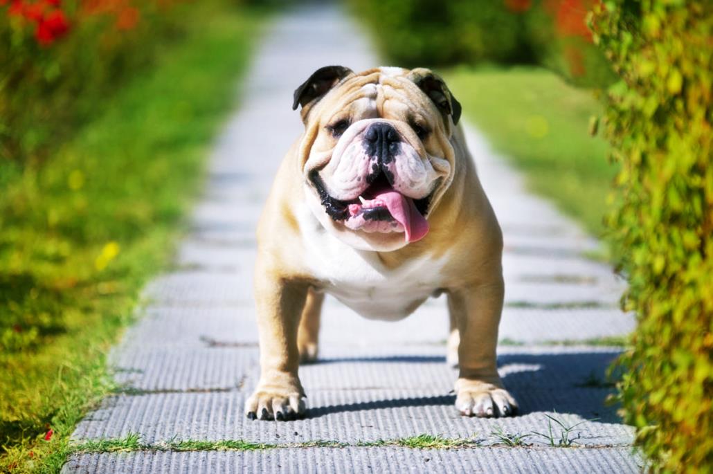 2026 ingiliz bulldog fiyatları