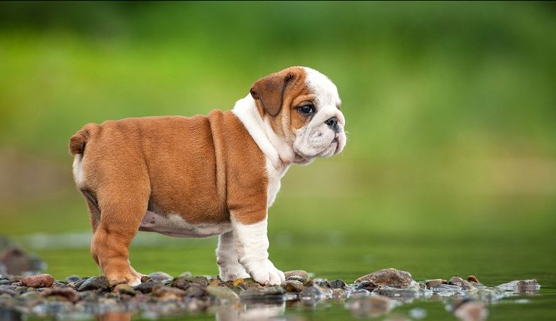 ingiliz bulldog sahiplenirken dikkat edilecekler