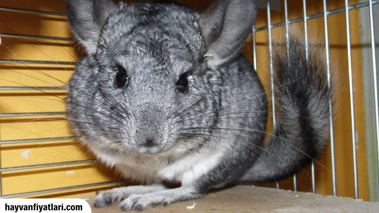Chinchilla Kemirgeninin Ozellikleri