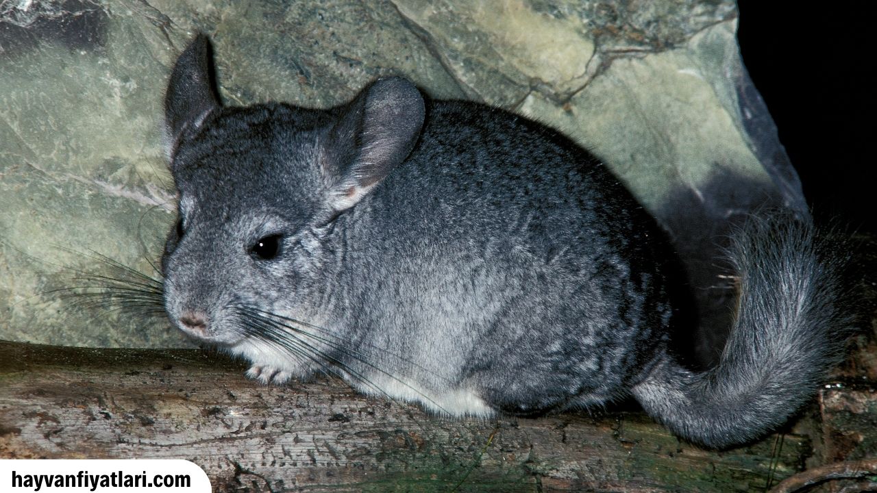 Cincilla Fiyatlari