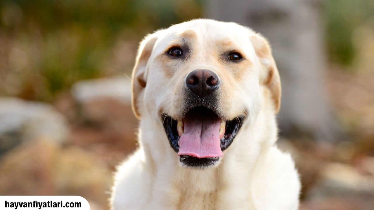 Labrador Kopek Fiyatlar