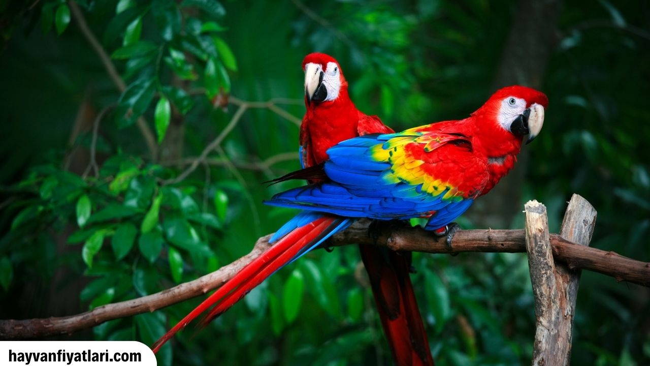 Macaw Papagani Fiyatlari