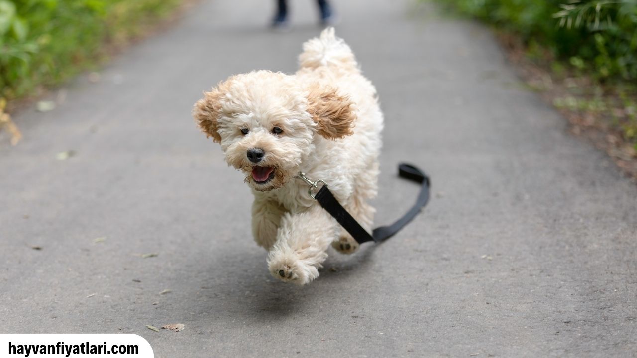 Maltipoo Kopek Fiyatlari Sahibinden