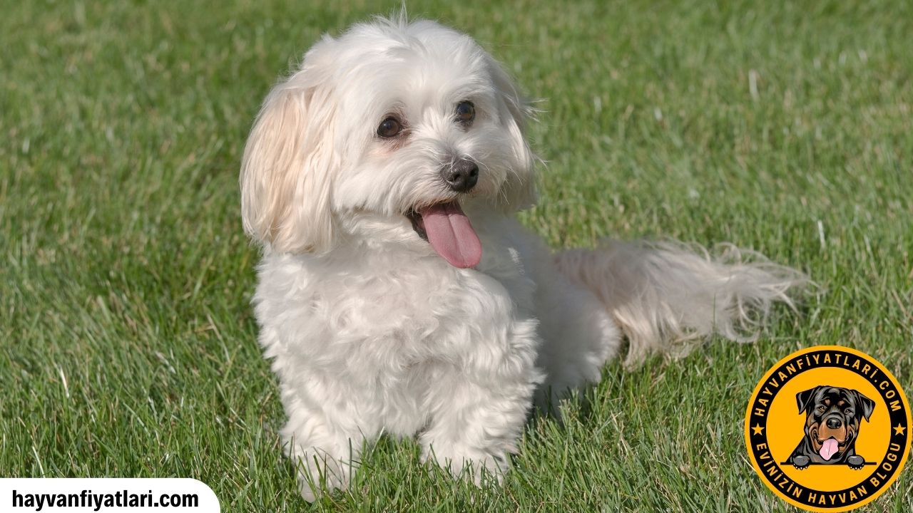 Maltipoo Yavru Fiyatlari