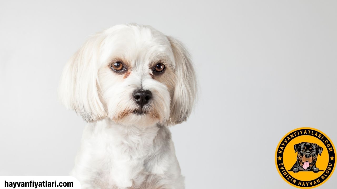 Morkie Ucretsiz Sahiplenme Sahiplendirme