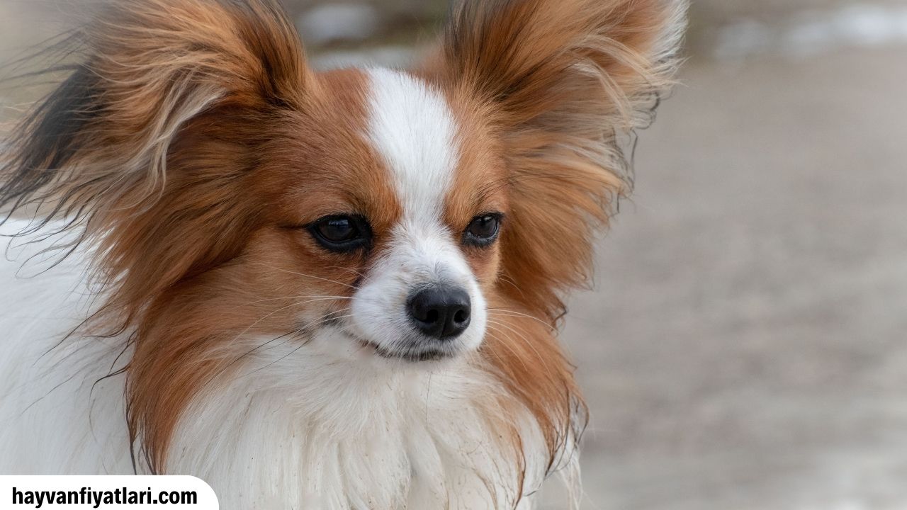2026 Papillon köpek fiyatları — kelebek kulaklı zarif toy spaniel