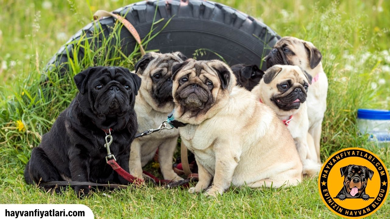 Pug Omru Ortalama Kac Yil