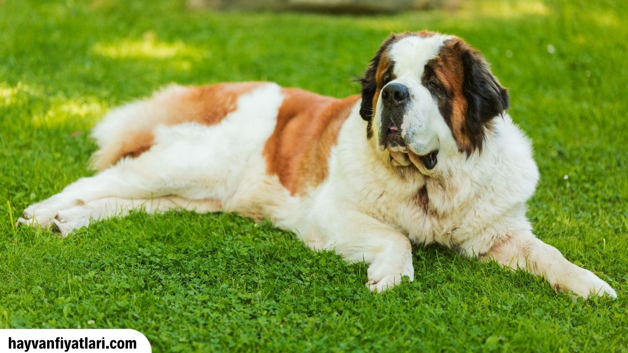 Saint Bernard Fiyatlari