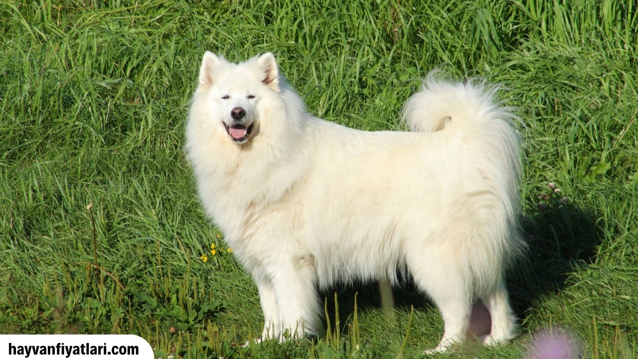 Samoyed Yavru Fiyatlari