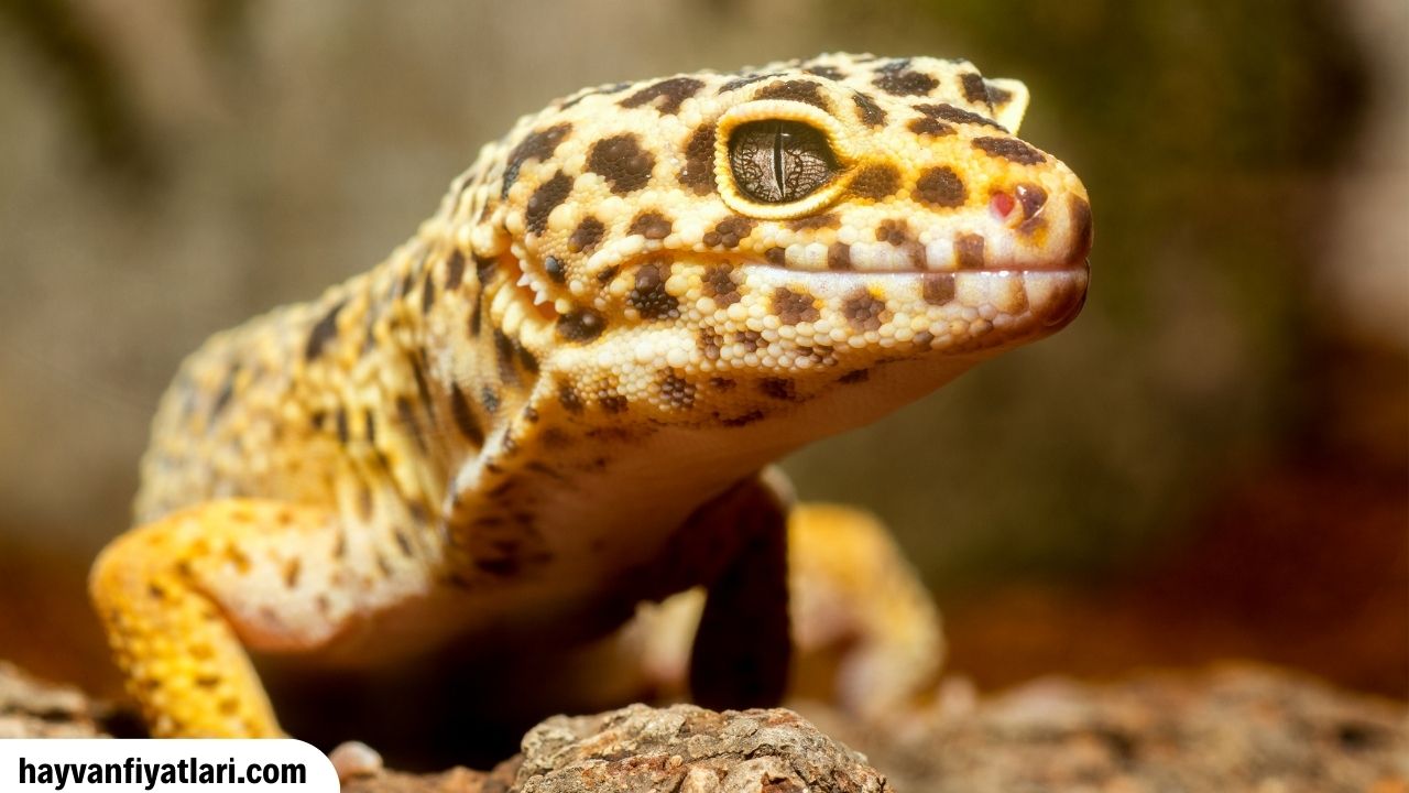 Satilik Gecko Fiyatlari