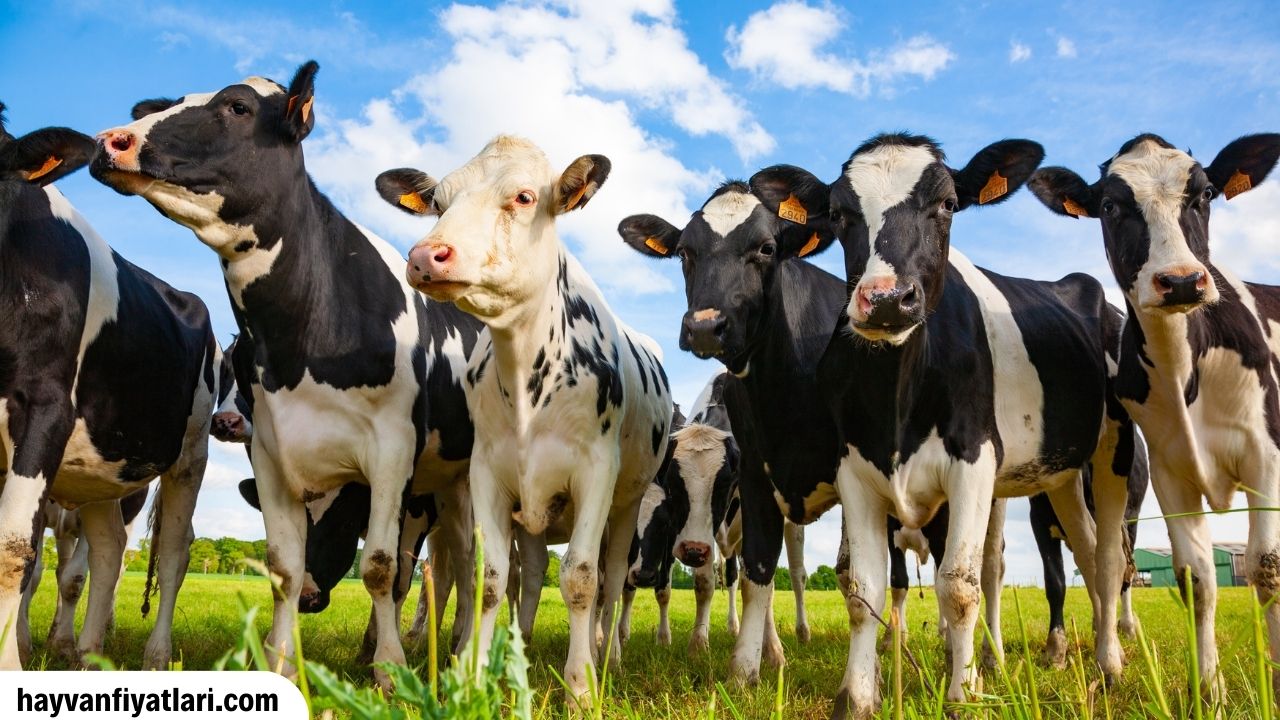 Satilik Holstein Inek Fiyatlari Sahibinden