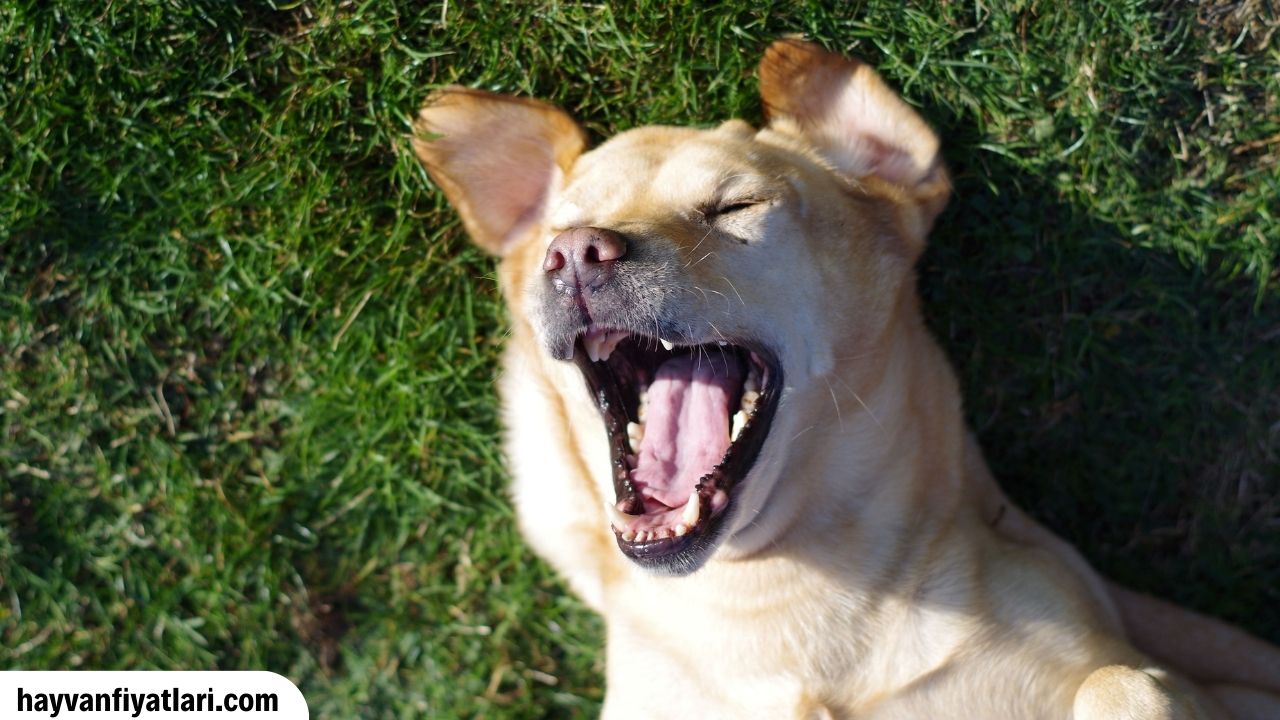 Satilik Labrador Kopek Fiyatlari Sahibinden
