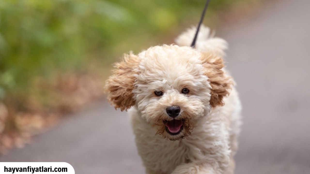 Satilik Maltipoo Fiyatlari Sahibinden