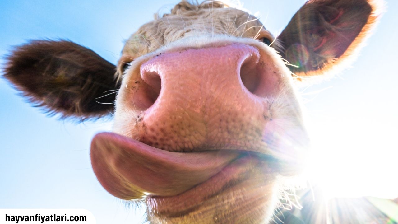 Satilik Montofon Inek Fiyatlari Sahibinden