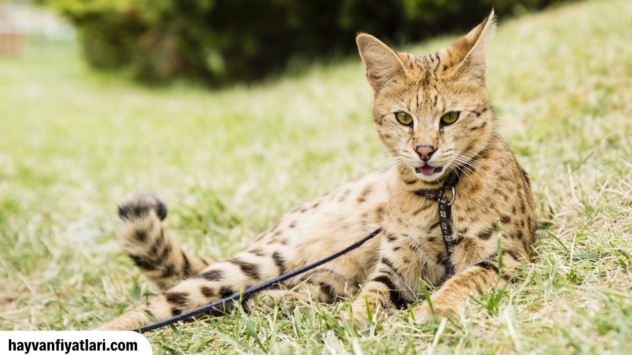 Satilik Savannah Kedisi Fiyatlari Sahibinden