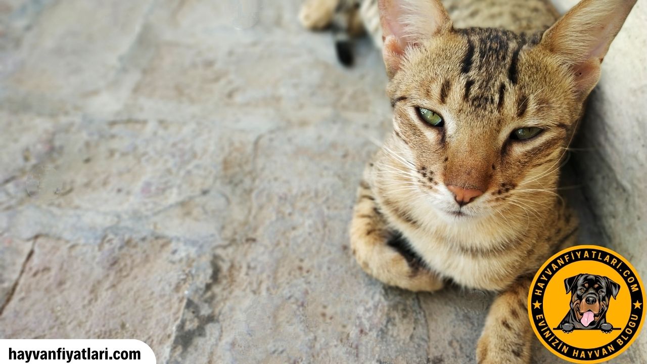 Savannah Kedisi Ozellikleri