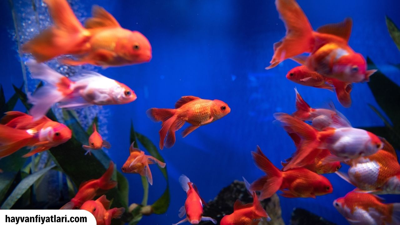 Sus Balik Fiyatlari Petshop
