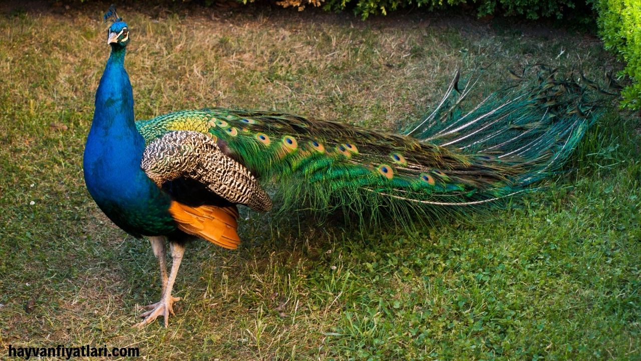 Tavus Kusu Fiyatlari