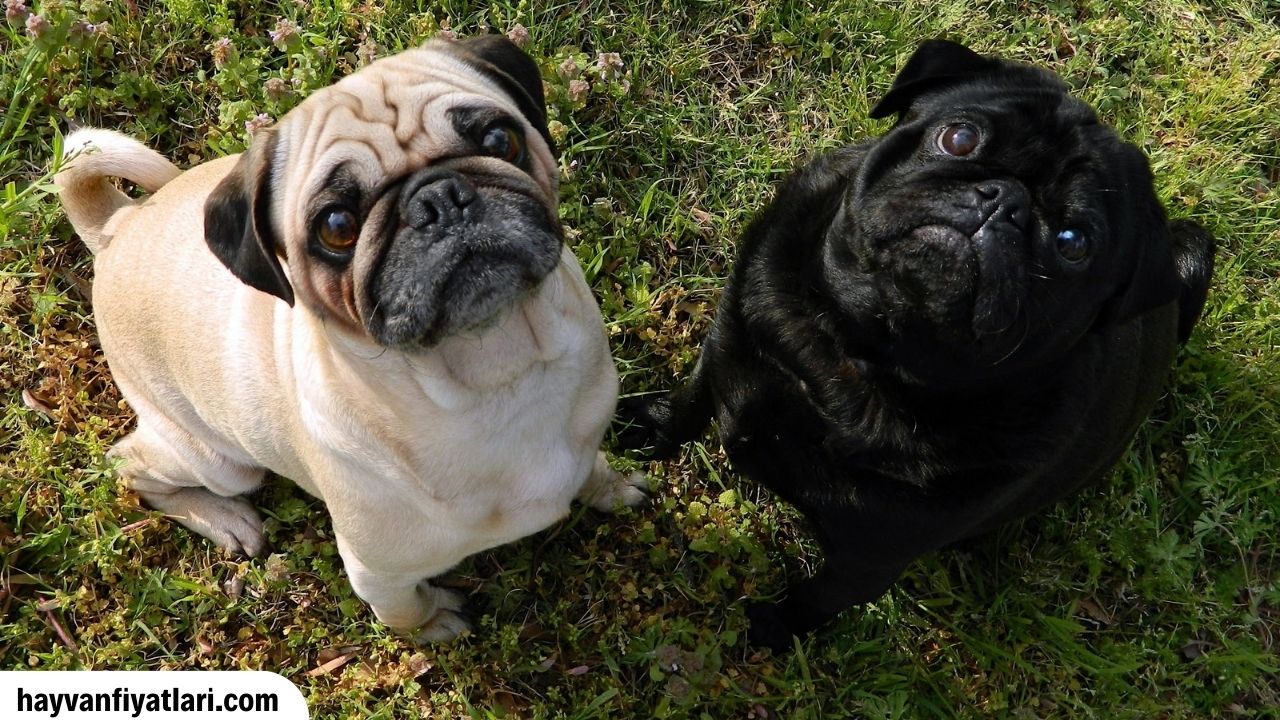 Yeni Dogmus Pug Cinsi Kopek Kac TL