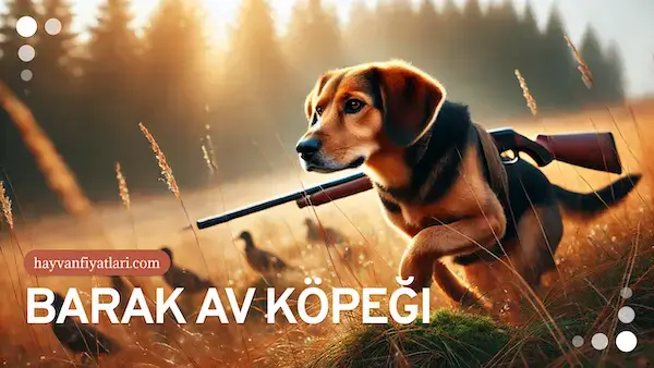 barak av kopegi fiyatlari barak av kopegi fiyatlari