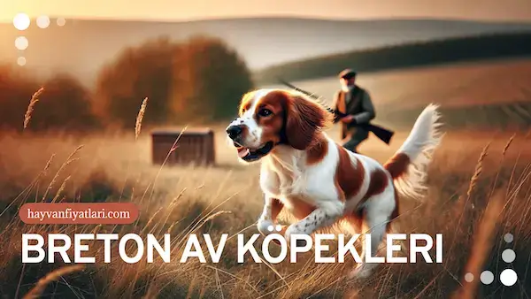 breton av kopegi fiyatlari breton av kopegi fiyatlari