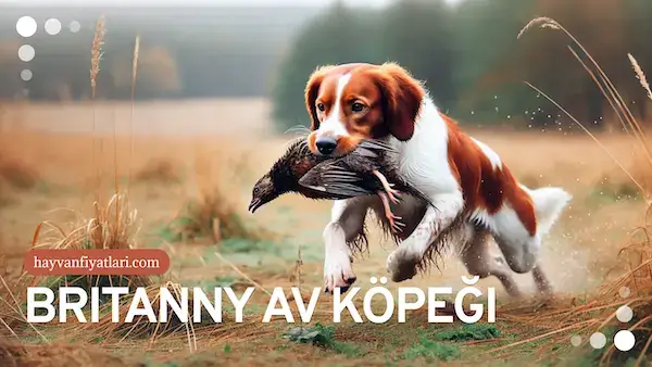 brittany av kopegi fiyatlari brittany av kopegi fiyatlari