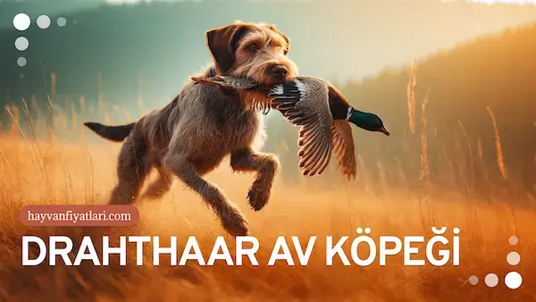 drahthaar av kopegi fiyatlari drahthaar av kopegi fiyatlari