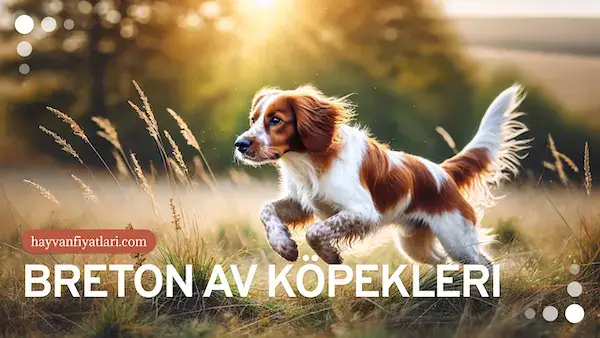 epagneul breton av kopegi fiyatlari (1) epagneul breton av kopegi fiyatlari (1)