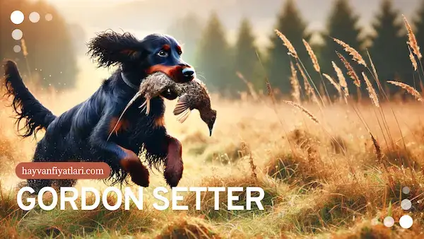 gordon setter av kopegi fiyatlari gordon setter av kopegi fiyatlari