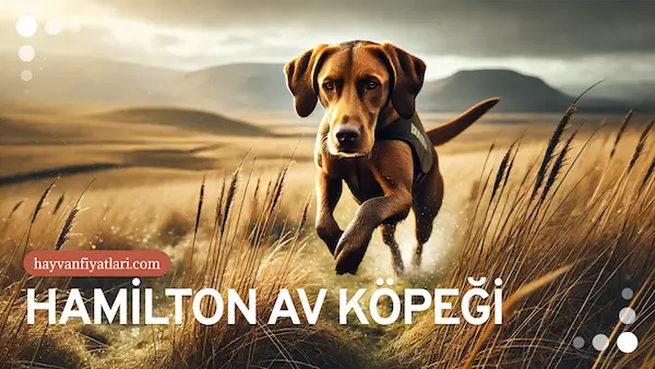 hamilton av kopegi fiyatlari hamilton av kopegi fiyatlari