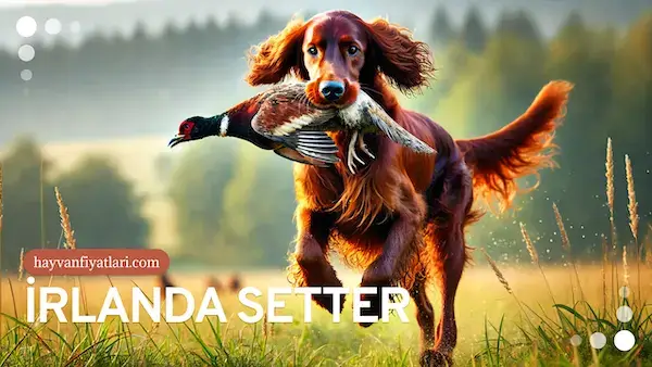 irlanda setter av kopegi fiyatlari irlanda setter av kopegi fiyatlari