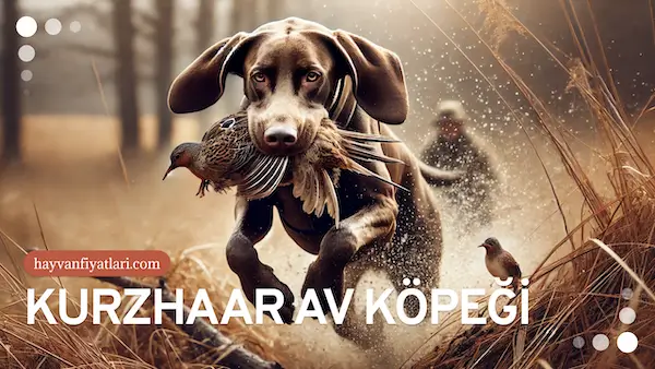kurzhaar av kopegi fiyatlari kurzhaar av kopegi fiyatlari