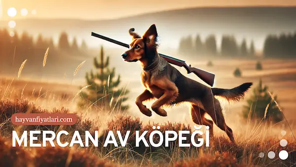 mercan av kopegi fiyatlari mercan av kopegi fiyatlari