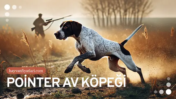 pointer av kopegi fiyatlari pointer av kopegi fiyatlari