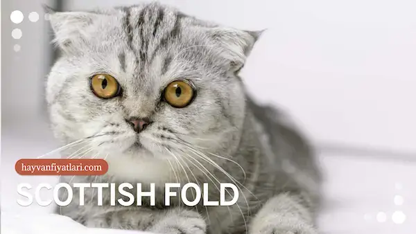 2026 scottish fold fiyatlari 2
