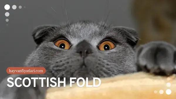 2026 scottish fold fiyatlari
