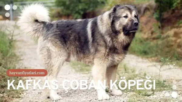 kafkas coban kopegi fiyatlari 1