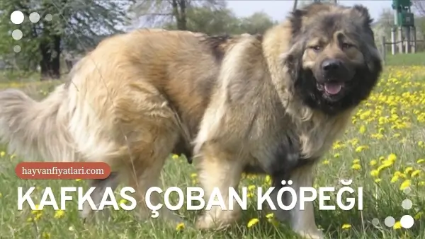 kafkas coban kopegi fiyatlari 4