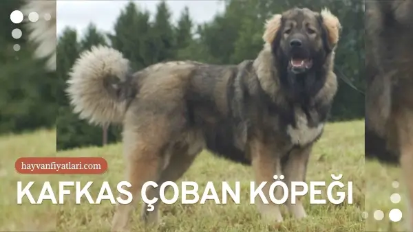 kafkas coban kopegi fiyatlari 5
